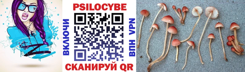 Купить где  Спасск  Галлюциногенные грибы Psilocybe 